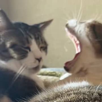 朝イチ、同居猫のあくびを正面から受けたネコ…一瞬で“魂が抜けた”ような表情に「三途の川いってて爆笑」「確かに飛んでるｗ」と40万再生