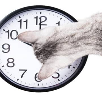 猫の『体内時計』がピタリと合う理由5選　正確な生活リズムの秘密とは？