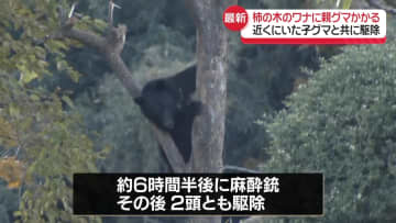 ワナに親グマかかる　近くにいた子グマとともに駆除　宮城・仙台市