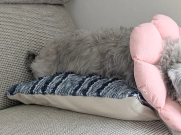 「ノビ〜ってした次の瞬間に眠った」　愛犬の意外すぎる行動に悶絶！