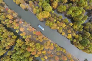 ラクウショウ林が赤く色づく　初冬の中国安徽省