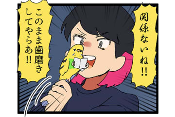 無抵抗すぎるセキセイインコ…もしや飼い主の顔が好き？【鳥マンガ #152】
