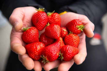 【フェルナンダ】甘酸っぱくて幸せ♡“いちご”香るフレグランスコレクション登場