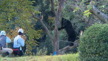 体重100キロの熊に…群馬の山林で狩猟中の男性（60）襲われ顔をケガする重傷　宮城では住宅付近で2頭の熊発見され駆除