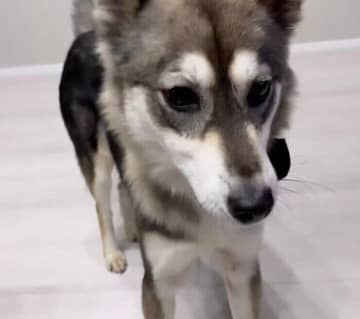 “距離のあった初対面”から3年　人馴れしていない保護犬が見せた勇気と成長にグッとくる！