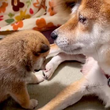 母犬に寝かしつけされる赤ちゃん犬→限界を迎えてしまい…ずっと見ていたい『人の子どものような行動』が169万再生「尊すぎる」「癒された」