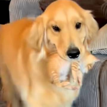 赤ちゃん猫が大好きな大型犬→来客があった時に…まるで『母親』のような行動が151万再生「うちの子可愛いマウントｗ」「優しいお顔」と反響