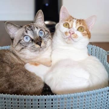 生後3カ月で迎えた保護猫きょうだい　2才に成長した今、“宝石のような瞳”がまぶしい！