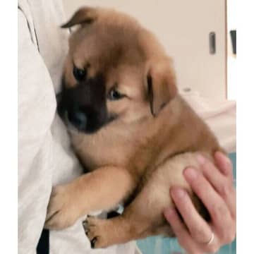 “小さい体にクリクリお目目”のあどけない子犬　6才の今、愛らしさはそのままキリッと成長！