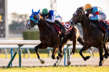 WIN5は1200万円超の払戻し…デイリー杯はアドマイヤクワッズがV