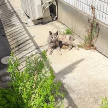 真冬に"ガリガリの姿で現れた"野良猫が保護されて…新しいおうちに移った直後→まさかの変化に「めちゃくちゃ涙が出た」「泣ける」と感動の声