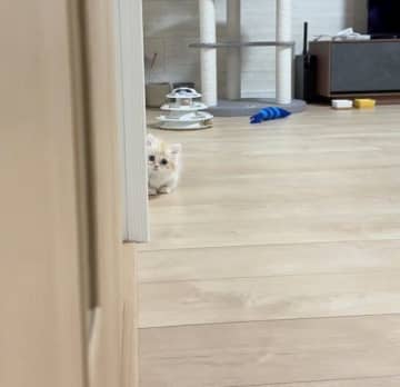 「だるまさんがころんだ」をする子猫　“じわりじわり”と接近する姿が、何度でも見たくなる可愛さ！