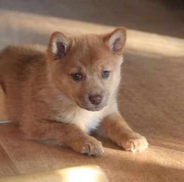 保護子犬を迎えたら「1週間でメロメロ」　お迎えから8年、今では家族の中心にいるかけがえのない存在に