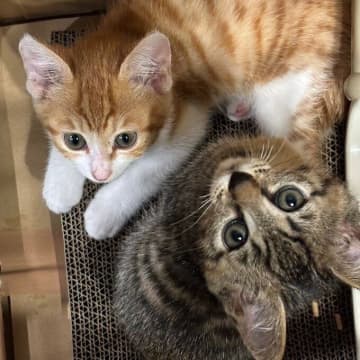 同僚宅の庭で生まれたノラの兄弟子猫をお迎え→隔離期間を乗り越え元気に仲よく過ごす姿にほっこりする