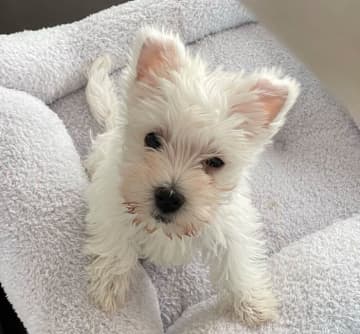 あどけなかった生後3カ月のウエスティ子犬→生後8カ月になった“成長ビフォーアフター”が尊い！