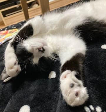 保護猫カフェで出会い、膝に乗ってきたあの日から家族に　5年経っても変わらぬ甘えん坊ぶりにほっこり