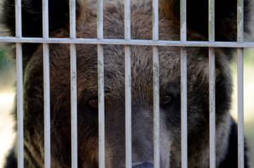 284キロの熊の駆除を巡り 町の”副議長” と猟友会がトラブル 猟友会が駆除のため副議長に離れるよう伝えるも『誰にものを言ってるのよ？』と威圧 猟友会が1ヶ月以上 活動休止する事態になり話題に「一人のせいですべての町民が危険にさらされてることわかってるのかな」「指示されるのがいやだったのか？」