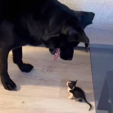 コンビニで保護された赤ちゃん猫→大型犬が初めて顔を合わせたら…愛おしすぎる『優しい世界』が39万再生「もう愛情湧いてる」「ずっと見たい」