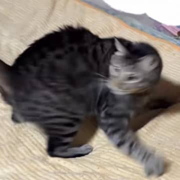 突然回りだした猫が次の瞬間…予想外の『完璧すぎるポージング』が168万再生「不意打ちすぎて笑った」「電車で見たらあかんヤツだったｗ」