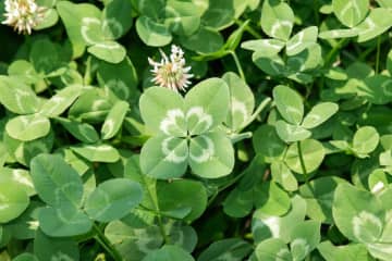 11月16日の花とは？【366日の誕生花と幸せの花言葉】