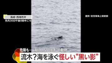 思わぬ珍客…海を泳ぐイノシシやシカたち　海上保安官が遭遇「流木かと思ったら」プロペラに毛が絡まる危険性も
