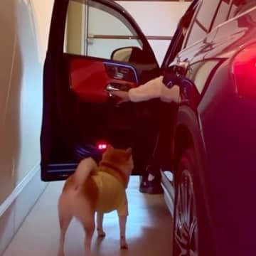 2匹の犬を車に乗せようとした結果→1匹はすんなり乗ったのに…想像以上に『駄々をこねる光景』が472万再生「一番困るやつｗ」「楽しんでる」