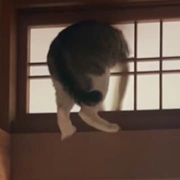 障子に突っ込んで固まるネコ→表情を確認してみると…思わず笑ってしまう『失敗の光景』が話題「結構ドヤ顔ｗｗｗ」「満足そうなしっぽ笑」