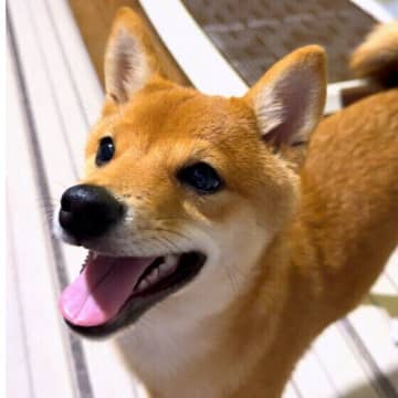 なぜか犬に好かれる人の特徴とは？ 獣医師が解説