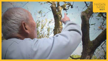 【クマ被害】柿の木に居座るクマを“緊急銃猟”で駆除「柿食べられていた」 養鯉池では“ニシキゴイ”捕食するクマも