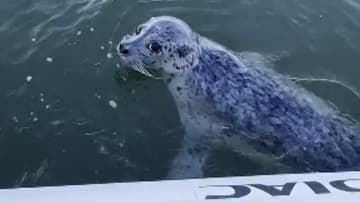 アザラシが危機一髪、ボートに飛び乗りシャチから逃れる　米シアトル
