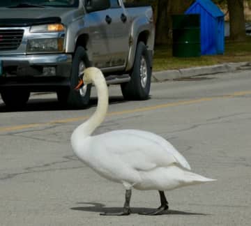 「シューーッ」警官が"まさかの動物"と格闘→最後はガッチリつかんで…さらなる危機を回避「勇敢」「手錠は？w」