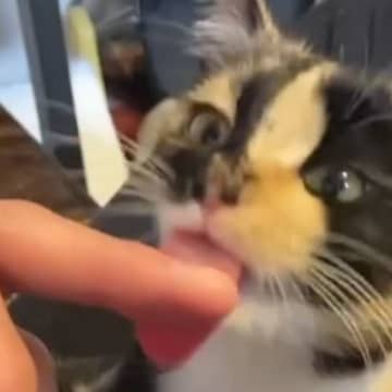 まるで"お嬢さまみたいな三毛猫"の気まぐれな日常…圧倒的な可愛さに夢中になる人続出！「すんごいかわいい」「めちゃくちゃ綺麗な子」