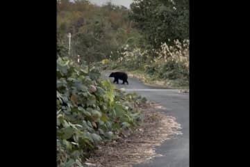 「むやみにクマを殺したいわけじゃない」　収穫中の鉢合わせ、深刻な食害…恐怖抱える果樹園農家の葛藤
