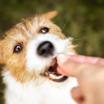 犬に『ご褒美』をあげない方がいい3つのタイミング　避けるべき理由や適切な与え方まで