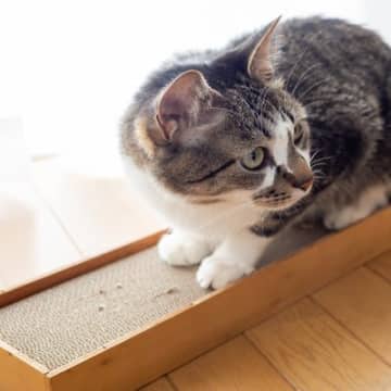 猫が突然『勢いよく爪とぎ』を始める理由5つ　知らないと見逃すストレスサインの可能性も