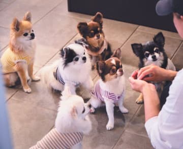 チワワ６頭の暮らしって？ 多頭飼いライフをのぞいてみました！