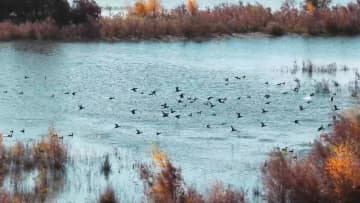 湿地公園が渡り鳥の越冬地に　中国新疆ウイグル自治区