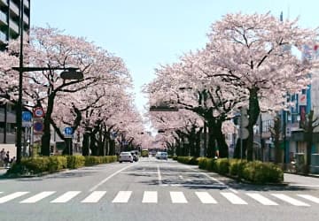桜の老木、時計や器に　日立・平和通り　植え替えで伐採、本格活用　茨城