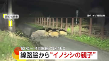 「大きな黒い物体が固まって…」線路脇から7匹の“イノシシ親子”　電気柵設置も“いたちごっこ”農作物を守る対策費が負担に　宮城・大崎市