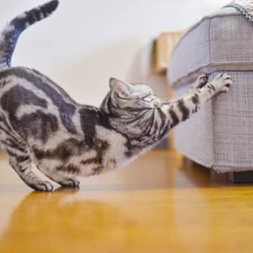猫が『おしりを高く上げている』ときの気持ち3選　隠されている意味や上手に応えるコツ