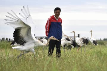 30年タンチョウを守り続ける保護施設職員　中国遼寧省盤錦市