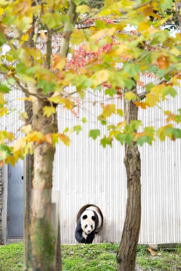 パンダのリーリー、のんびりお出かけ 中国四川省