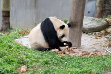 タケノコ大好き、パンダのタイシャン 中国四川省