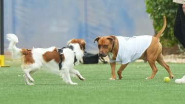 「カルロスです」山本由伸が愛犬の名前を初公開「友達はデコピン」かわいい寝顔の写真を投稿