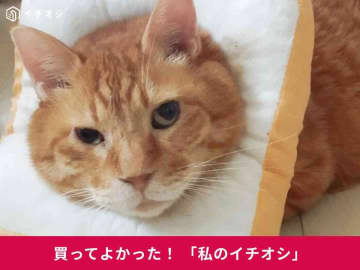【猫犬兼用】「食パンエリザベスカラー」は優しいふわふわ素材！ミックス猫・茶～ちゃんの掻きむしり防止に活躍♪（50代女性）