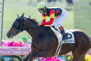 【京都4R】キズナ産駒 ソルパッサーレが6馬身差圧勝