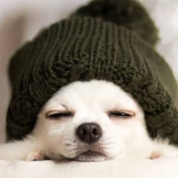 冷え込む季節に増える『犬の病気』3つ　主な原因や症状から予防法まで解説