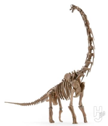 ブラキオサウルス属の顔「ギラファティタン」を復元!! その美しき骨格を「プラノサウルス ブラキオサウルス」を基に再現する！【プラノサウルス復元プロジェクト】