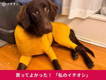 犬用ウェア「スキンタイトスーツ」はフィット感ばっちり！フラットコーテッド・レトリーバーのルルちゃんも愛用中（30代女性）