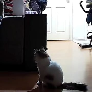 飼い主さんが起きる時間になると、"子猫"が…カメラが捉えた"胸を打つ光景"が11万再生「目頭が熱くなった」「健気でうるうるきた」